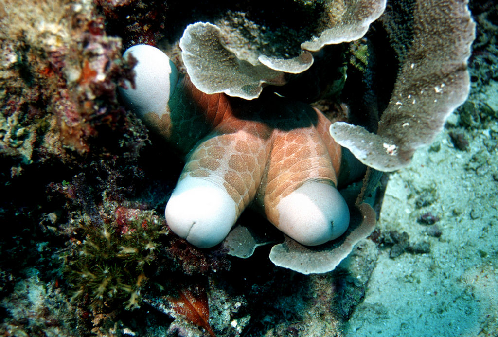 Choriaster granulatus